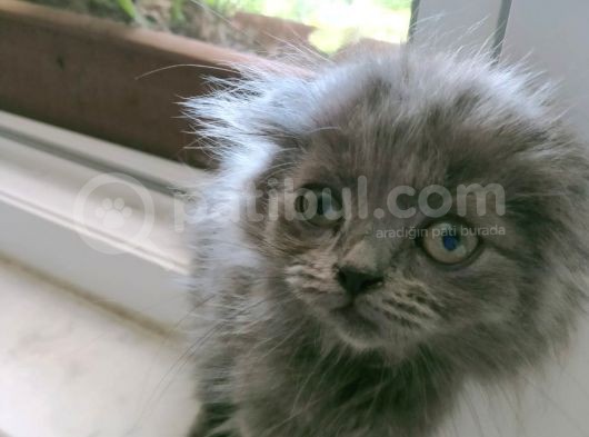 Uygun Safkan Scottish Fold  Sahiplendirme görsel