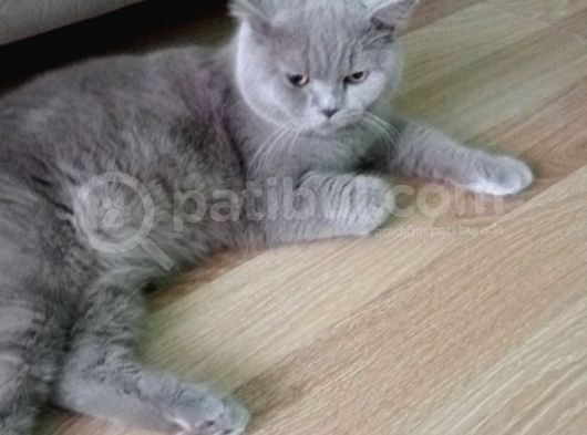 British Shorthair görsel