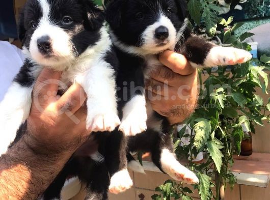Border Colli̇e Yavrulari Mama Malzeme Kampanyali görsel
