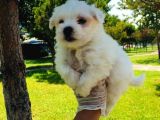 Cep Boy Maltese Minişler