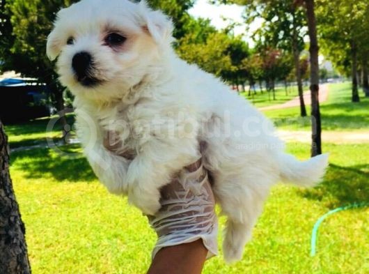 Cep Boy Maltese Minişler görsel