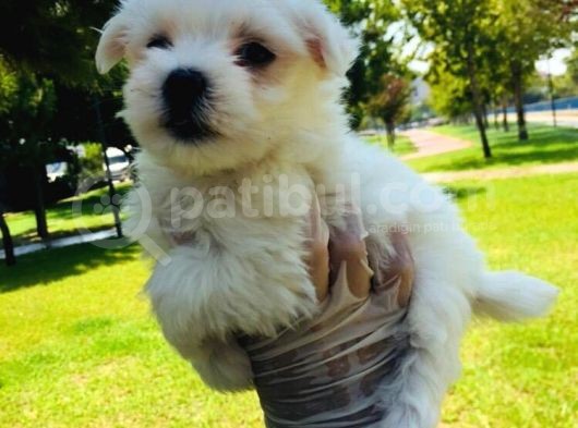 Cep Boy Maltese Minişler görsel
