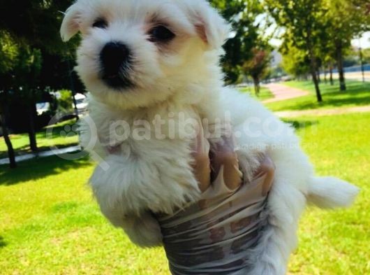 Cep Boy Maltese Minişler görsel