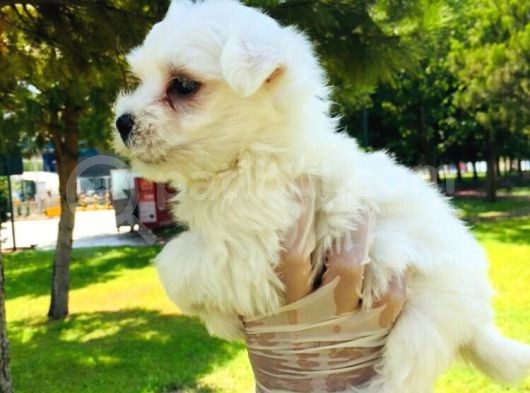 Cep Boy Maltese Minişler görsel