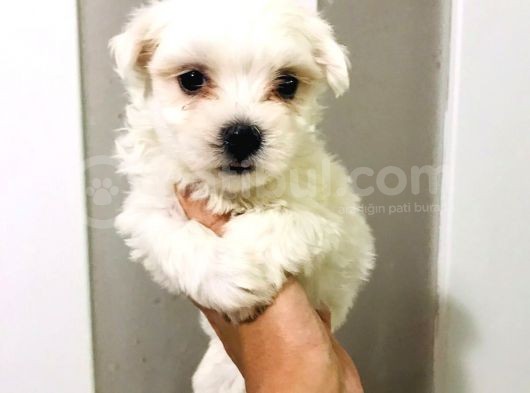 Orjinal Maltese Bebeklerim Wc Eğitimli