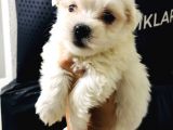 Orjinal Maltese Bebeklerim Wc Eğitimli