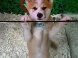 Akita Inu Yavrulari Mama Ve Malzeme Kampanyali
