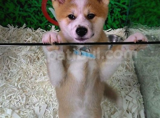 Akita Inu Yavrulari Mama Ve Malzeme Kampanyali görsel