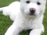 Akita Inu Yavrulari Mama Ve Malzeme Kampanyali