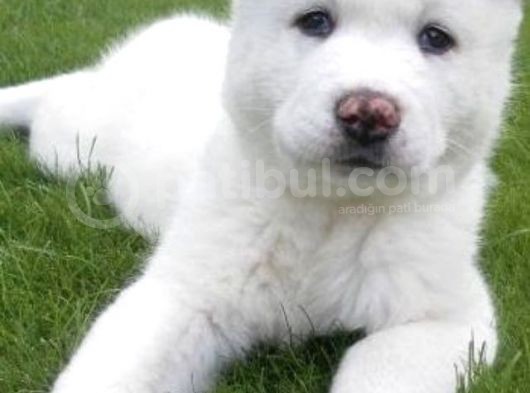 Akita Inu Yavrulari Mama Ve Malzeme Kampanyali görsel