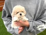 Beyaz Malti̇poo Bebekler