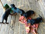 Ruhsatli Çi̇ftli̇ği̇mi̇zden Irk Garanti̇li̇ Doberman Yavrular