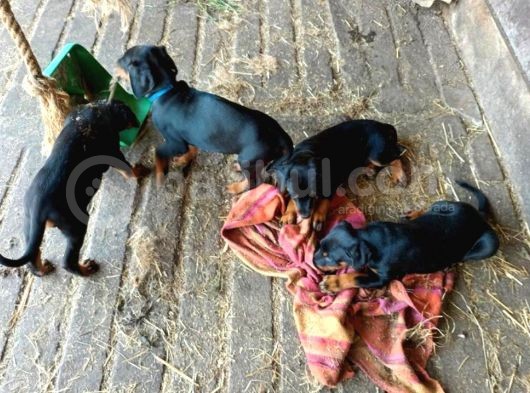 Ruhsatli Çi̇ftli̇ği̇mi̇zden Irk Garanti̇li̇ Doberman Yavrular görsel