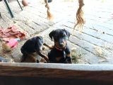 Ruhsatli Çi̇ftli̇ği̇mi̇zden Irk Garanti̇li̇ Doberman Yavrular