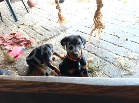 Ruhsatli Çi̇ftli̇ği̇mi̇zden Irk Garanti̇li̇ Doberman Yavrular