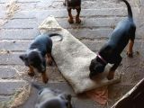 Ruhsatli Çi̇ftli̇ği̇mi̇zden Irk Garanti̇li̇ Doberman Yavrular