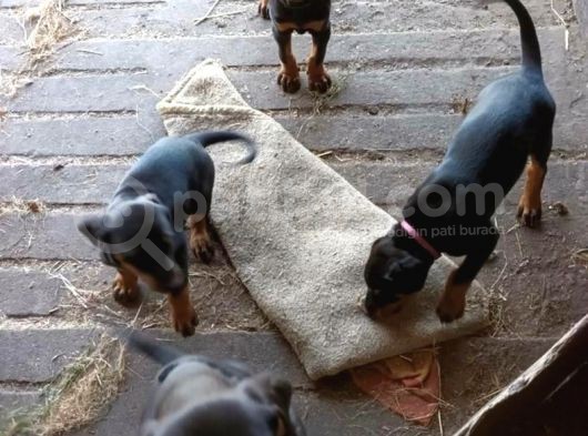 Ruhsatli Çi̇ftli̇ği̇mi̇zden Irk Garanti̇li̇ Doberman Yavrular görsel