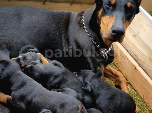 Ruhsatli Çi̇ftli̇ği̇mi̇zden Irk Garanti̇li̇ Doberman Yavrular görsel