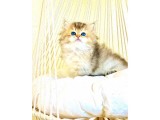 Gerçek Cins Kedi 