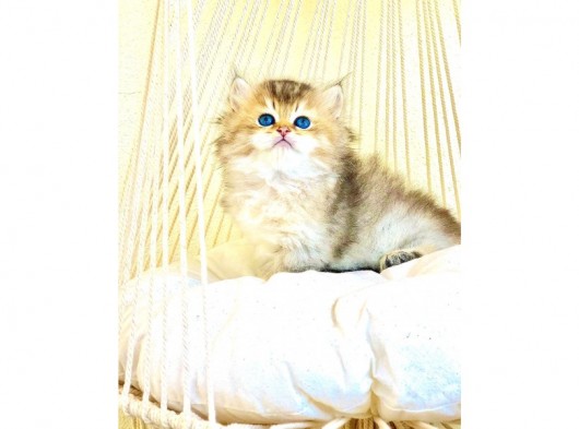 Gerçek Cins Kedi  görsel