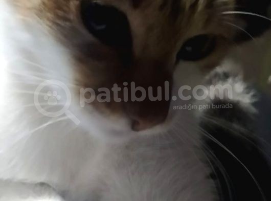 Sanirim Evden Kaçmiş