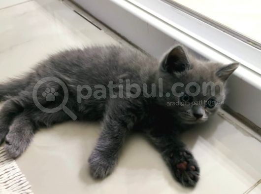 Tatlı Ve Oyuncu görsel