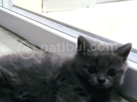 Tatlı Ve Oyuncu görsel