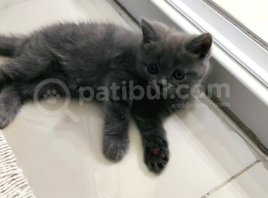Tatlı Ve Oyuncu görsel