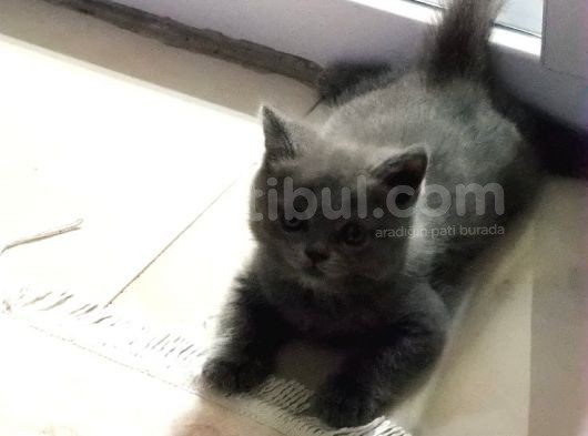 Tatlı Ve Oyuncu görsel
