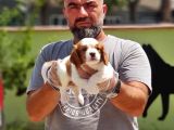 Cavalier King Charles Yavrulari