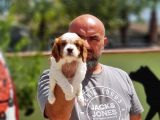 Cavalier King Charles Yavrulari