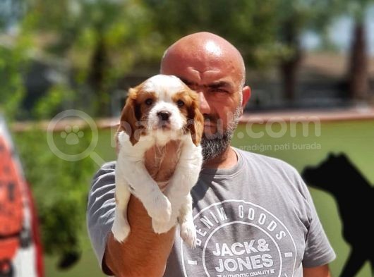 Cavalier King Charles Yavrulari görsel