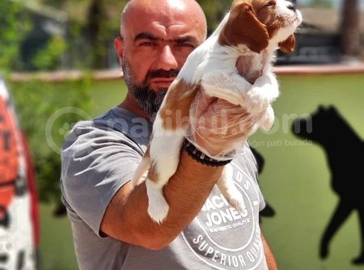 Cavalier King Charles Yavrulari görsel