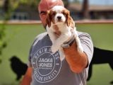 Cavalier King Charles Yavrulari