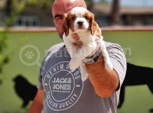 Cavalier King Charles Yavrulari görsel