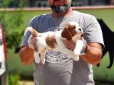Cavalier King Charles Yavrulari