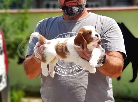 Cavalier King Charles Yavrulari görsel