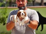 Cavalier King Charles Yavrulari