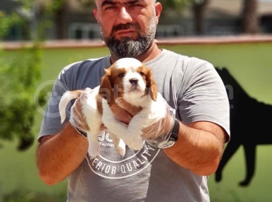Cavalier King Charles Yavrulari görsel