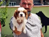 Cavalier King Charles Yavrulari