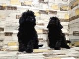 Mükemmel Kalite Toy Poodle Yavrularımız