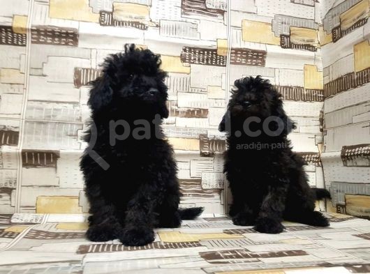 Mükemmel Kalite Toy Poodle Yavrularımız görsel
