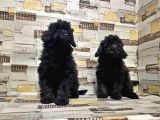 Mükemmel Kalite Toy Poodle Yavrularımız