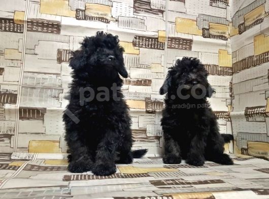 Mükemmel Kalite Toy Poodle Yavrularımız görsel