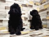 Mükemmel Kalite Toy Poodle Yavrularımız