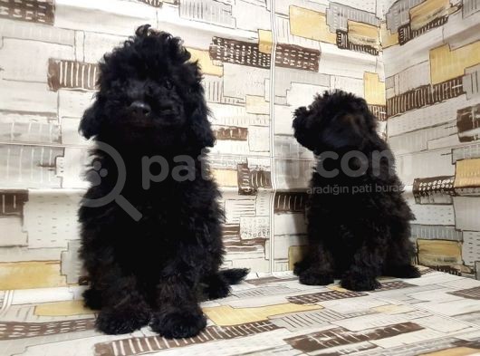 Mükemmel Kalite Toy Poodle Yavrularımız görsel