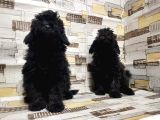 Mükemmel Kalite Toy Poodle Yavrularımız