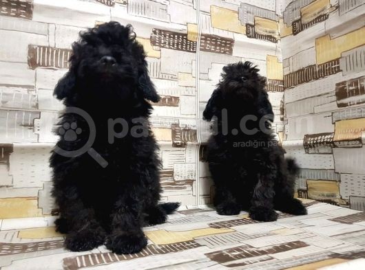 Mükemmel Kalite Toy Poodle Yavrularımız görsel