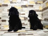 Mükemmel Kalite Toy Poodle Yavrularımız