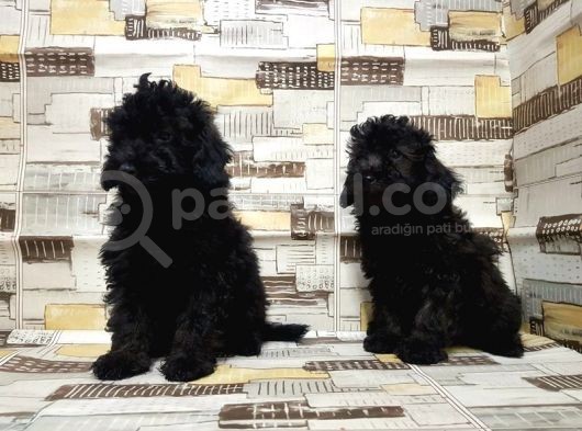 Mükemmel Kalite Toy Poodle Yavrularımız görsel